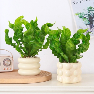 火焰鸟巢蕨盆栽四季常青小绿植办公室桌面花卉绿植室内客厅办公桌