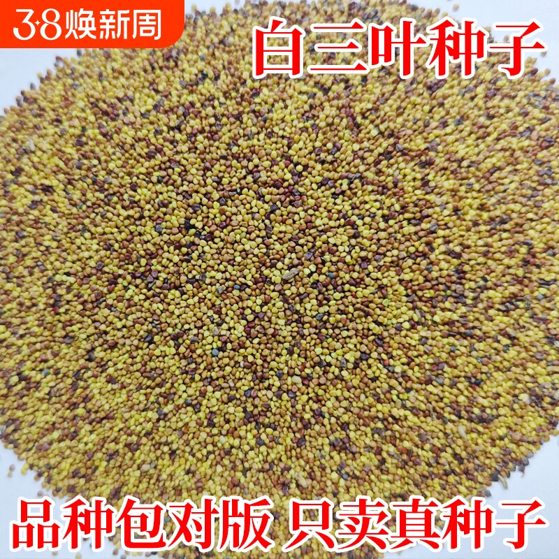 白三叶草种子多年生四季常青耐寒耐旱工程绿化草籽红三叶草坪种籽