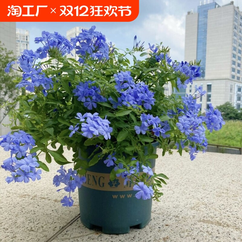 �ۻ��㣺��ѩ����������̨��԰ͥԺ�����ٱ����Ȼ��ֲ�����ڻ�������