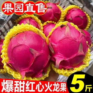 红心火龙果金都一号当季新鲜甜水果产地现摘现发应季纯甜包邮批发