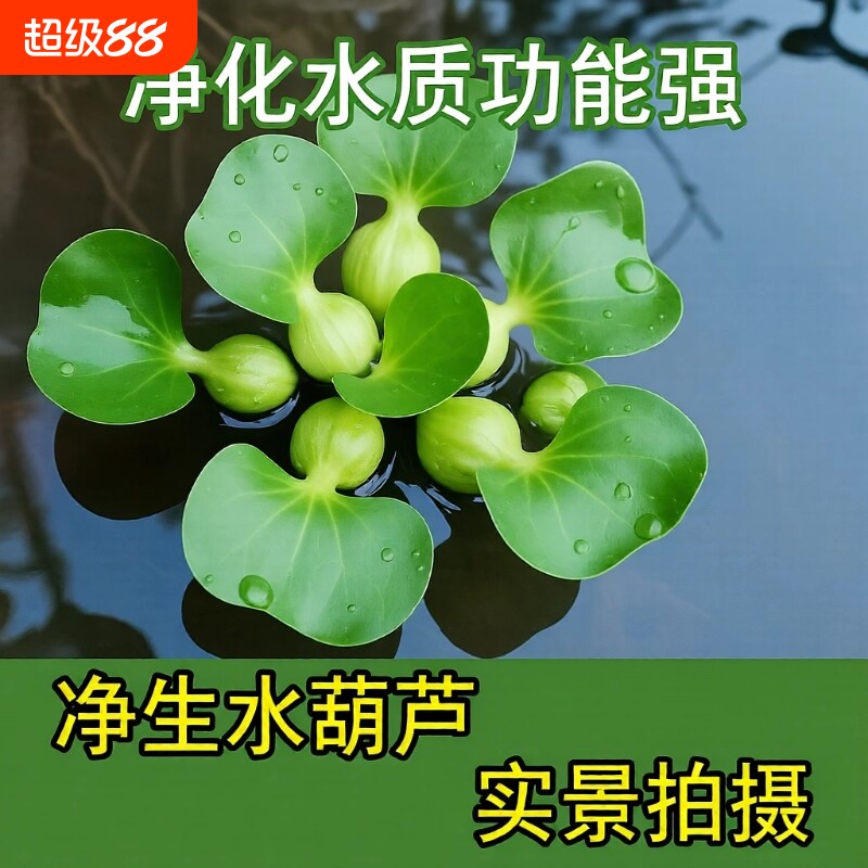 水浮莲水草养龟鱼水培绿植懒人净化水质造景缸增氧养鱼淡水开花