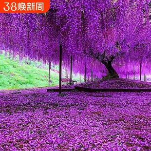 紫藤花树苗别墅庭院花卉紫藤萝室外攀援爬藤植物大树开花盆栽重瓣