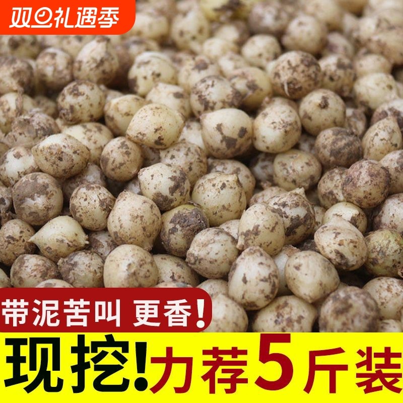 团葱新货苦藠头野生苦叫野小蒜苦茭薤白小根葱野葱头洋葱5斤圆葱