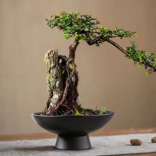 苔藓球水培器皿托盘花盆陶瓷盆中式桌面摆件米竹盆托高脚特大号