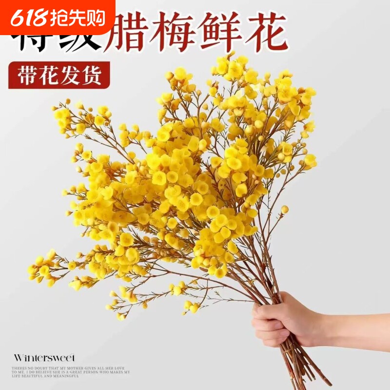 腊梅鲜花家用鲜切干枝四季水培花卉插花绿植物室内耐寒客厅阳台