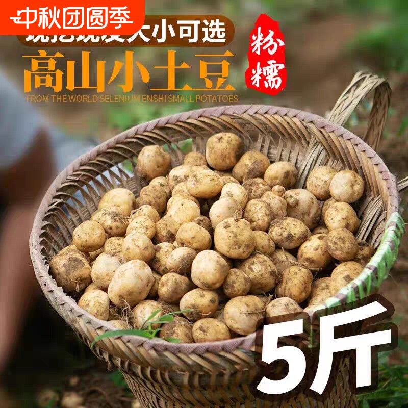 新鲜现挖恩施小土豆蔬菜黄皮黄心应季迷你洋芋软糯产地直发图片