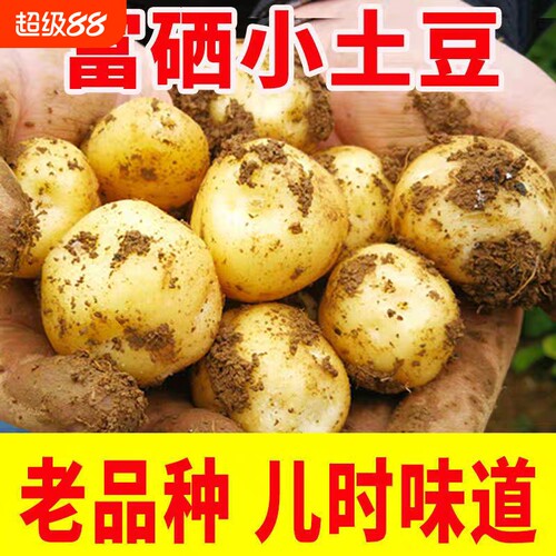 恩施富硒小土豆现挖新鲜