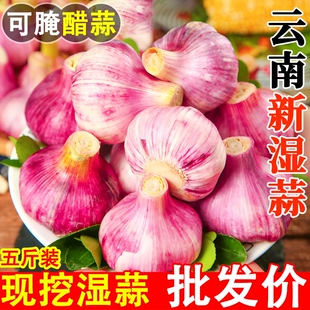 2026年新鲜大蒜头鲜蒜1 5斤紫皮大蒜腌制现挖嫩蒜湿蒜生蒜