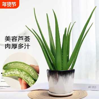 库拉索芦荟盆栽美容护肤