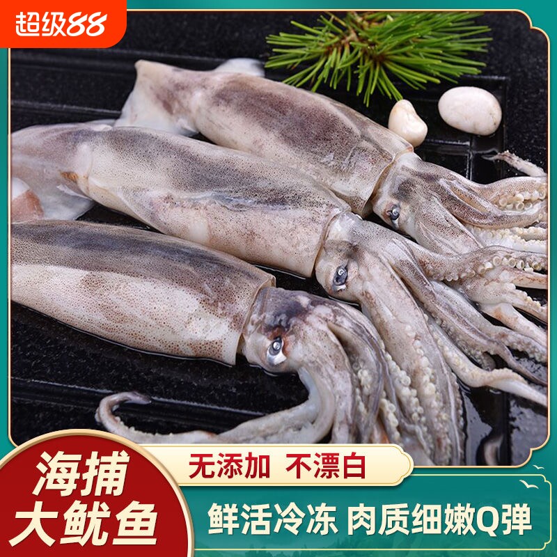 鱿鱼鲜活冷冻大鱿鱼整只笔管铁板鱿鱼烤鱿鱼海鲜食品新鲜水产图片