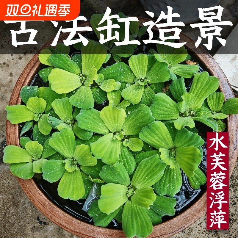 鱼缸浮萍水草水芙蓉植物造景专用和绿植懒人养鱼鱼龟共养净化水质