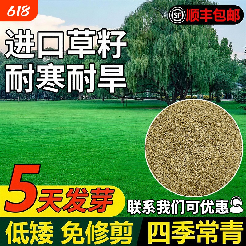 草坪草籽四季常青草皮耐寒护坡固土狗牙根种子高羊茅黑麦多年生