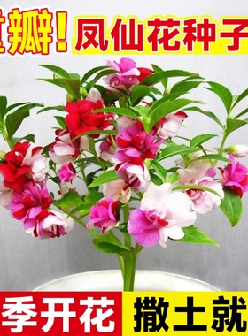 重瓣凤仙花种籽子四季播种开花室内外阳台花籽指甲花卉太阳花种孑