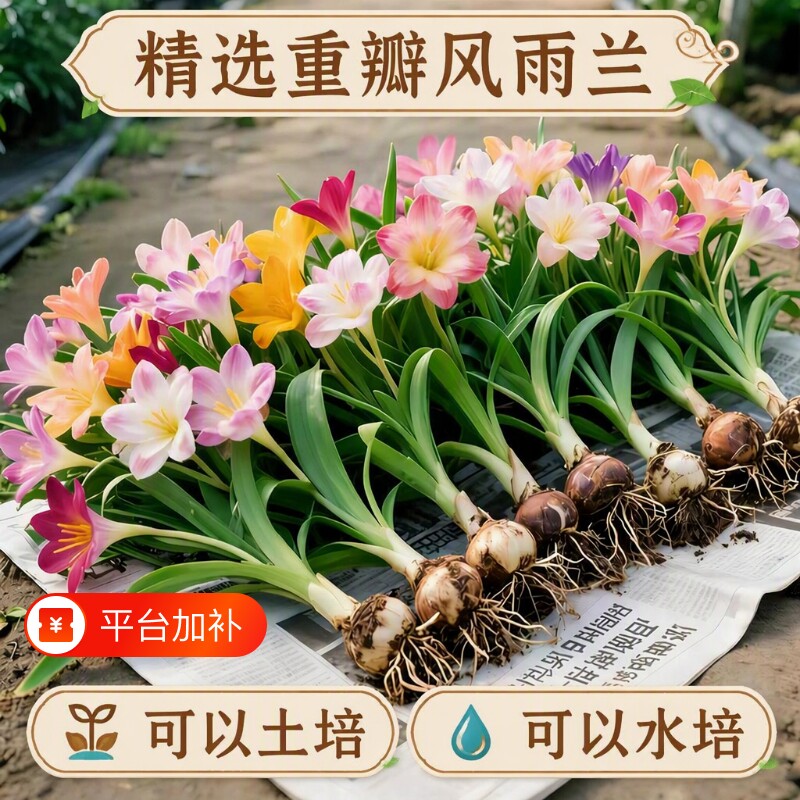 重瓣风雨兰种球阳台盆栽室内室外庭院地载绿植花卉植物易活韭兰花