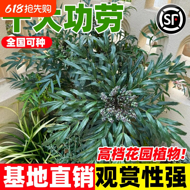 十大功劳树苗四季常青中药材绿植庭院阳台盆景观赏绿化景观苗木