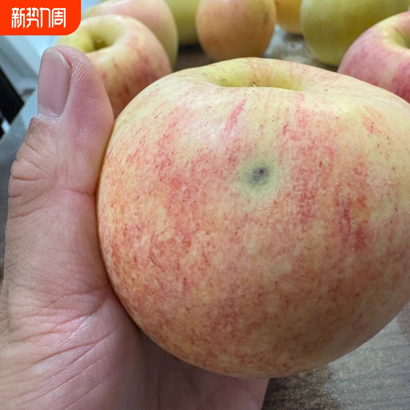 纯天然爱香妃苹果轻微瑕疵果红苹果有黑点或干疤不影响吃香甜薄皮