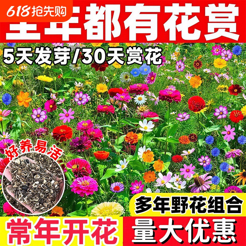 野花组合花种子四季播种耐寒庭院花卉开花格桑花种籽大全重瓣种植