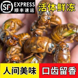 知了猴金蝉新鲜2026蚕蛹蝉蛹鲜活爬叉猴爬蚱速冻山东结了幼虫香酥