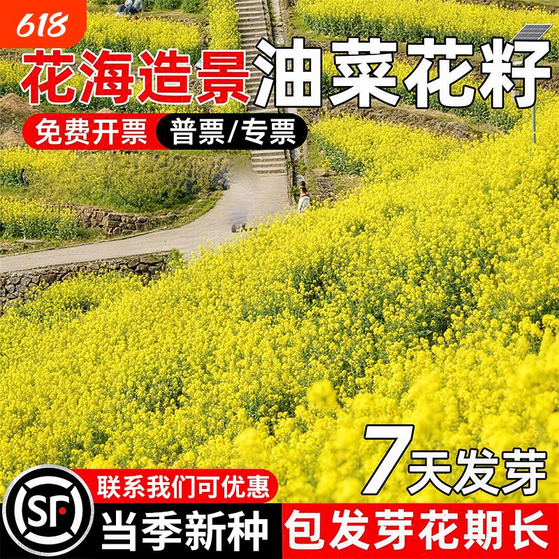 油菜花种子耐寒耐旱室外观赏食用高产春油菜花籽榨油菜籽花海种籽