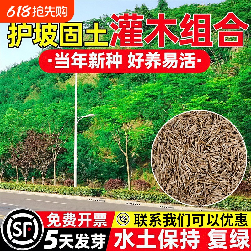 灌木草籽混播草种护坡固土生态修复耐贫瘠耐寒耐旱荒山复绿草种子