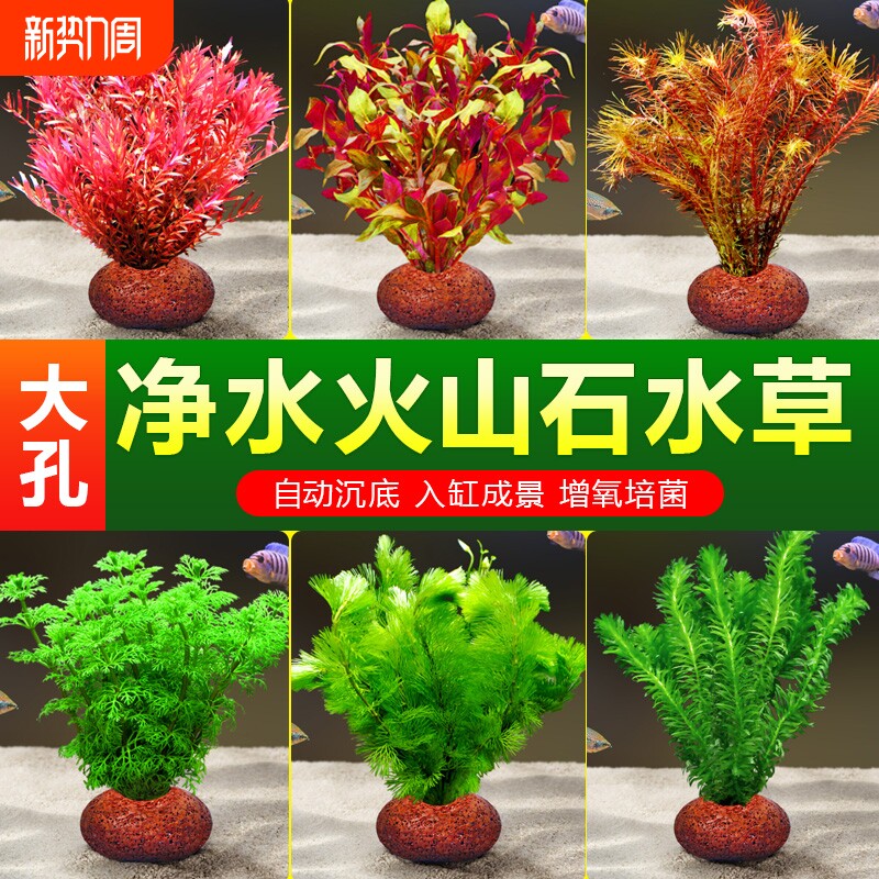 升级火山石水草植物小鱼缸造景真草蜈蚣水榕阴性绿菊净化水质套餐