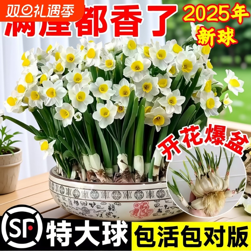漳州水仙花种球种子盆栽水养花卉球种室内冬季水培植物花球带花苞