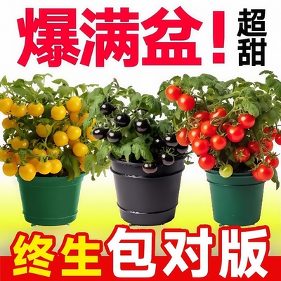 四季小番茄苗秧苗盆栽带果千禧圣女果矮生阳台西红柿种子籽孑耐寒