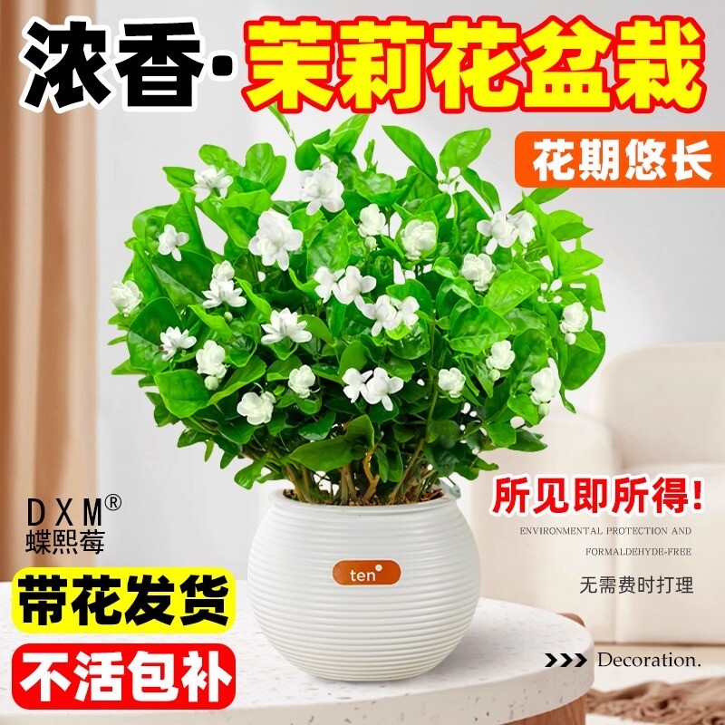 茉莉花盆栽四季树苗苗开花老桩重瓣九里香水培栀子花浓香花卉植物