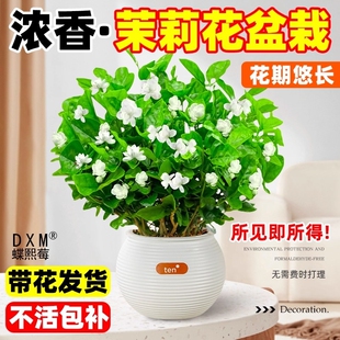 茉莉花盆栽四季树苗苗开花老桩重瓣九里香水培栀子花浓香花卉植物