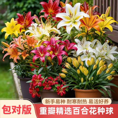 重瓣香水百合花种球盆栽观花植物