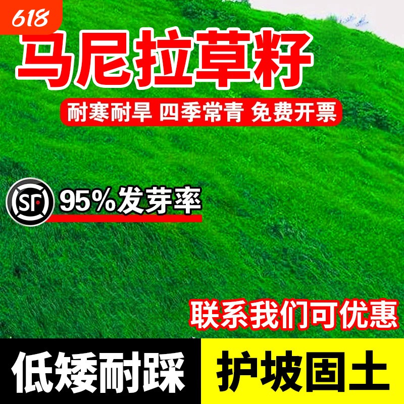 马尼拉草籽草坪草皮免修剪四季常青庭院公园工程绿化护坡固土种子