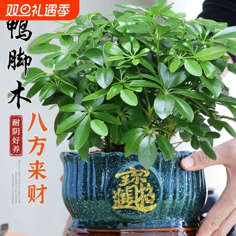 八方来财鸭脚木盆栽办公室内绿植四季常青花卉净化空气好养易客厅