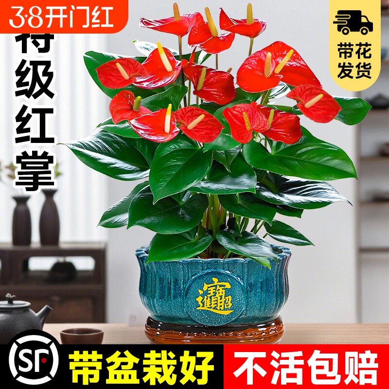 大盆特级红掌盆栽花卉植物室内绿植鸿运当头四季开花好养中式盆景