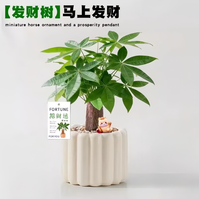 新款发财树盆栽净化空气桌面好养四季常青北欧解压室内懒人绿植