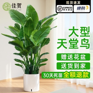 天堂鸟客厅绿植室内大型盆栽植物花卉甲醛好养大叶办公室新房阳台