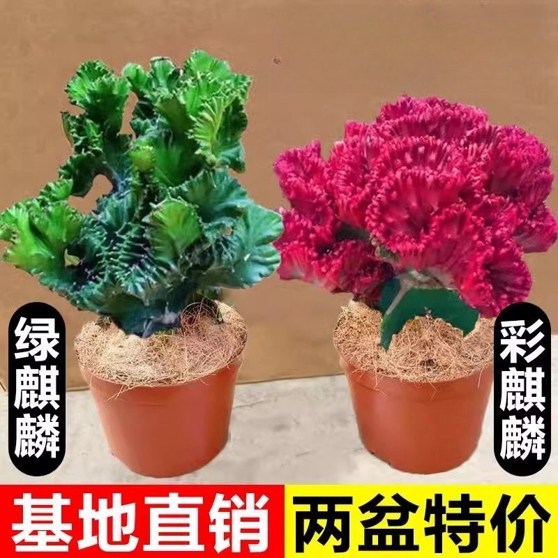 玉麒麟盆栽室内客厅耐旱植物花卉多肉红彩麒麟办公室桌面招财摆件,鲜花速递/花卉仿真/绿植园艺,绿植,淘宝优惠券,粉丝福利购,淘宝优惠卷