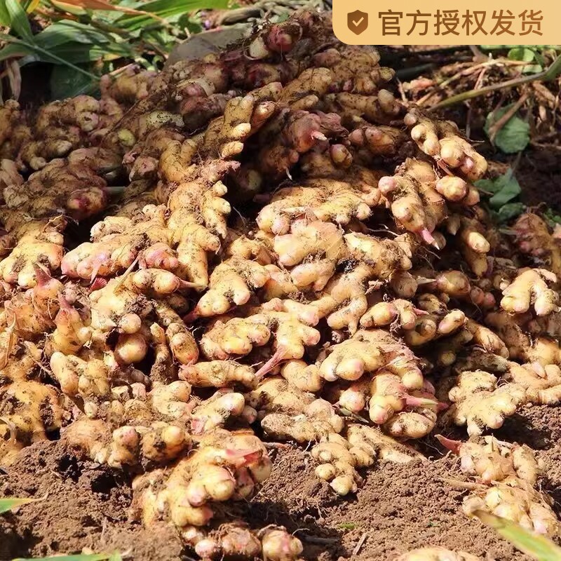 �ۻ��㣺4500g 2024����������С�ƽ����������Ͻ����ڸ�ɽɳ�����������߲�9��