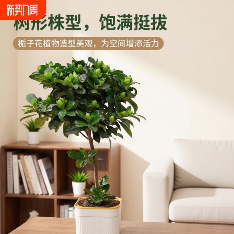 棒棒糖栀子花盆栽绿植造型室内办公桌面卧室窗台客厅带花阳台室外