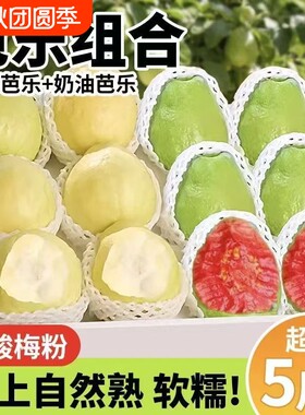 广西白心红心奶油芭乐双拼芭乐软心软糯新鲜番石榴脆甜鸡屎果批发