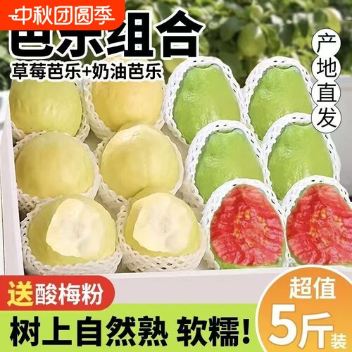 广西白心红心奶油芭乐双拼芭乐软心软糯新鲜番石榴脆甜鸡屎果批发