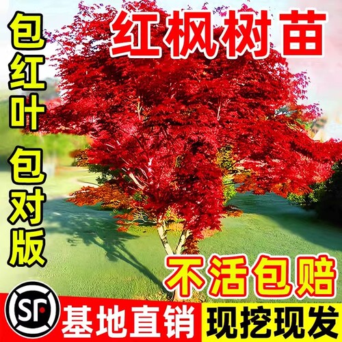 日本红枫树苗四季红舞姬老桩盆景盆栽庭院别墅室外耐寒绿化植物苗