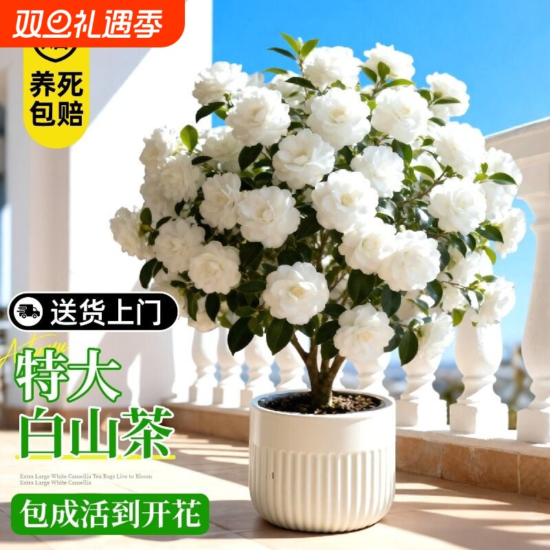 白色山茶花东方亮香妃盆栽带花苞室内桌面开花南北方好养绿植花卉