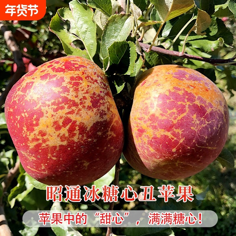 云南产地新鲜采摘昭通丑苹果冰糖心现摘现发脆甜当季鲜果年货节,水产肉类/新鲜蔬果/熟食,苹果,淘宝优惠券,粉丝福利购,淘宝优惠卷