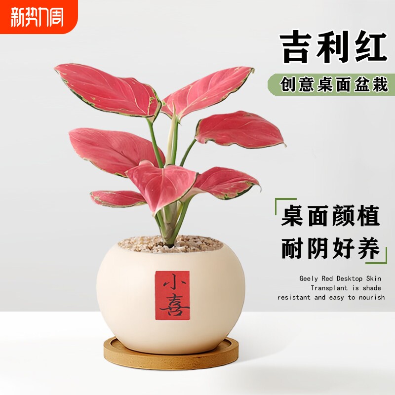 吉利红盆栽如意皇后大棵绿植物旺运室内桌面花卉水培好养净化空气