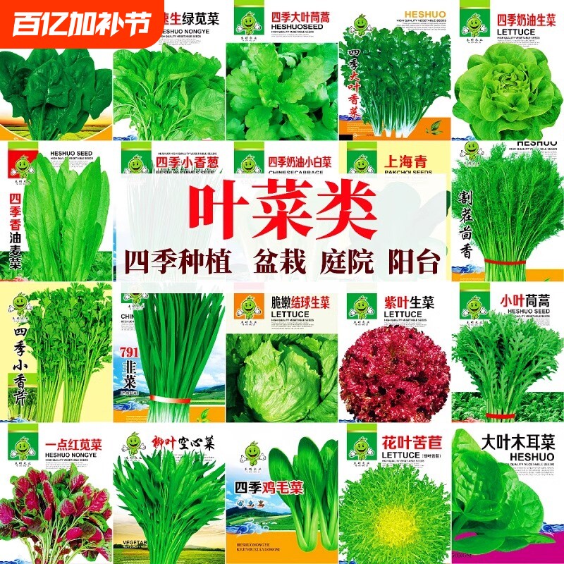 四季奶油生菜种子阳台种植四季播儿童种植小盆栽蔬菜口感好有机籽