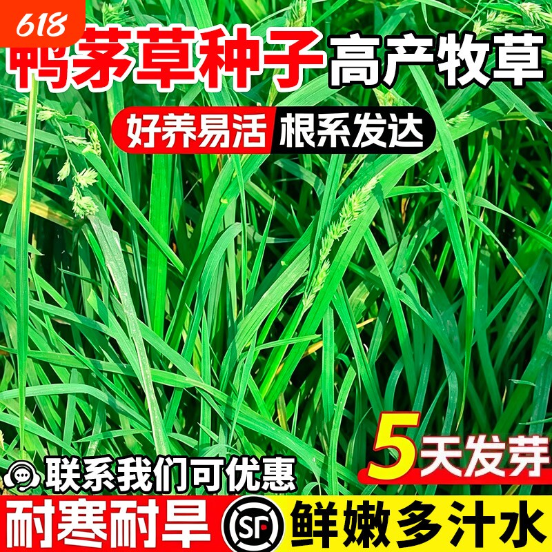 鸭茅草种子果园绿肥鲜嫩多汁喂牛羊鹅兔鸡鸭多年生黑麦草草籽种籽