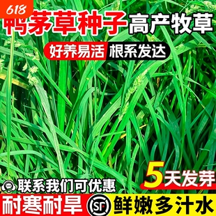 鸭茅草种子果园绿肥鲜嫩多汁喂牛羊鹅兔鸡鸭多年生黑麦草草籽种籽