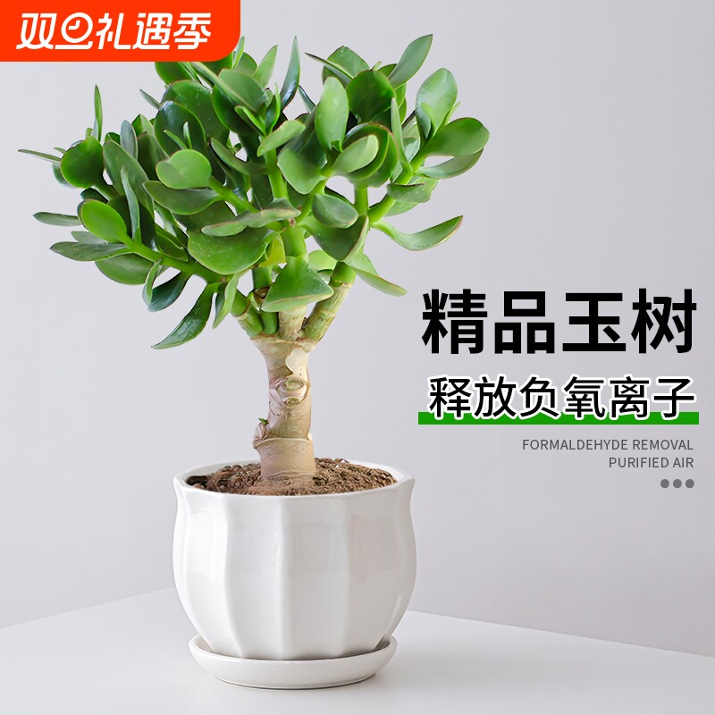 玉树盆栽老桩大叶精品多肉植物室内客厅办公室桌面花卉绿植小盆景