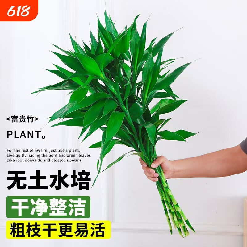富贵竹水培植物客厅招财水养绿植花卉室内水竹粗杆带根好养花瓶
