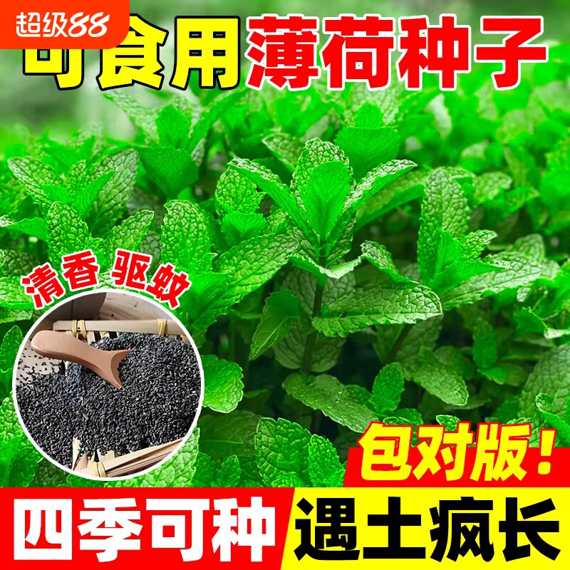 薄荷种子种籽子可食用四季留兰香猫驱蚊室内阳台盆栽罗勒重瓣花种